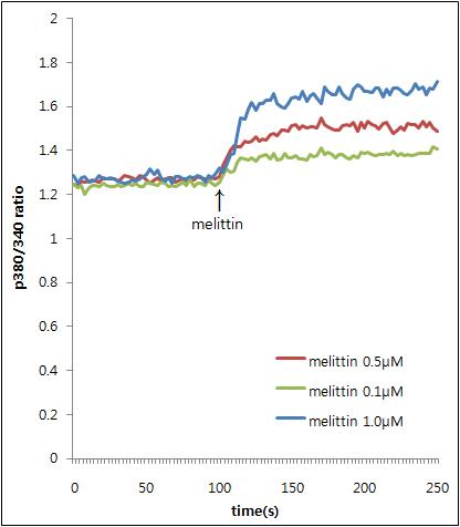 B16 세포에서 melittin 농도에 따른 Ca2+이동