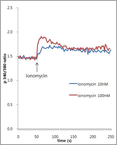 B16 세포에서 ionomycin 농도에 따른 Ca2+이동