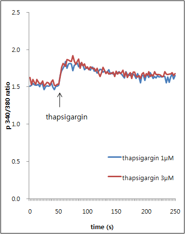 B16 세포에서 thapsigargin 농도에 따른 Ca2+이동