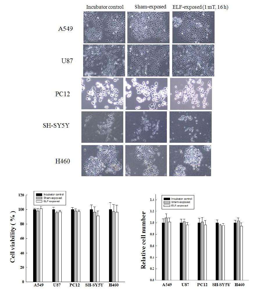 60 Hz 전자계를 1 mT 강도로 16 시간 조사한 후 A549, U87, PC12, SH-SY5Y, H460 세포주의 세포형태 관찰(위) 및 5 종 세포주의 세포 수 변화(아래왼쪽) 및 세포의 viability 분석(아래오른쪽) 결과