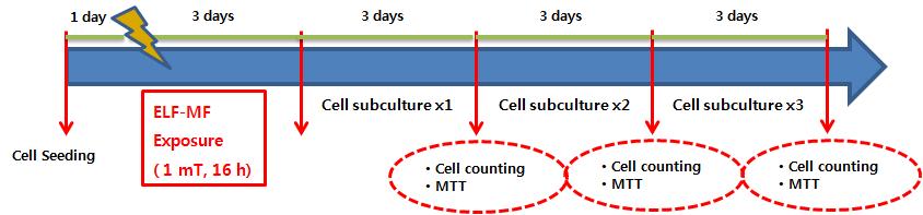 ELF 전자계 1 회 노출(60 Hz, 1 mT, 16 시간 노출)후 1 회, 2 회, 3 회 계대배양을 수행하고 세포증식영향을 분석할 실험의 전체 실험 scheme