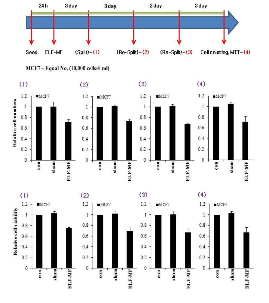 ELF 전자계 1 회 노출 된 인간 유방암 세포 (MCF7)를 3 회 계대배양을 순차적으로 수행한 3 번 독립적인 실험에서의 세포 수 변화(위)와 세포 viability(아래) 분석을 종합한 결과