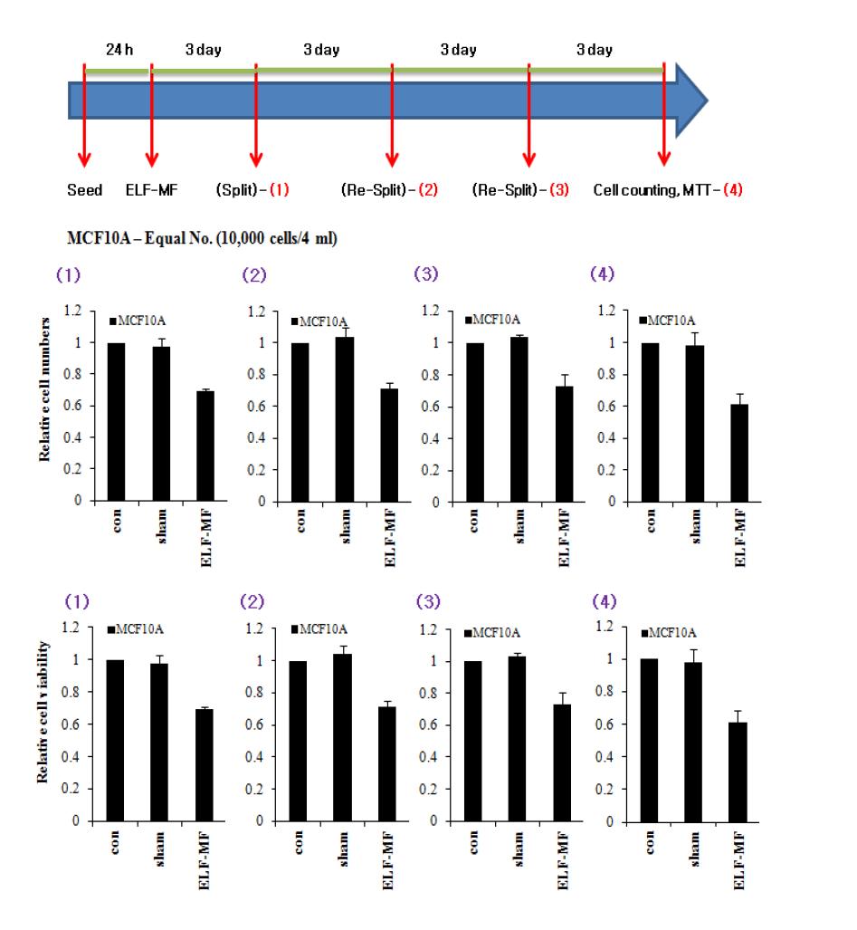 ELF 전자계 1 회 노출 된 인간 유방 상피 세포 (MCF10A)를 3 회 계대배양을 순차적으로 수행한 3 번 독립적인 실험에서의 세포 수 변화(위)와 세포 viability(아래) 분석을 종합한 결과