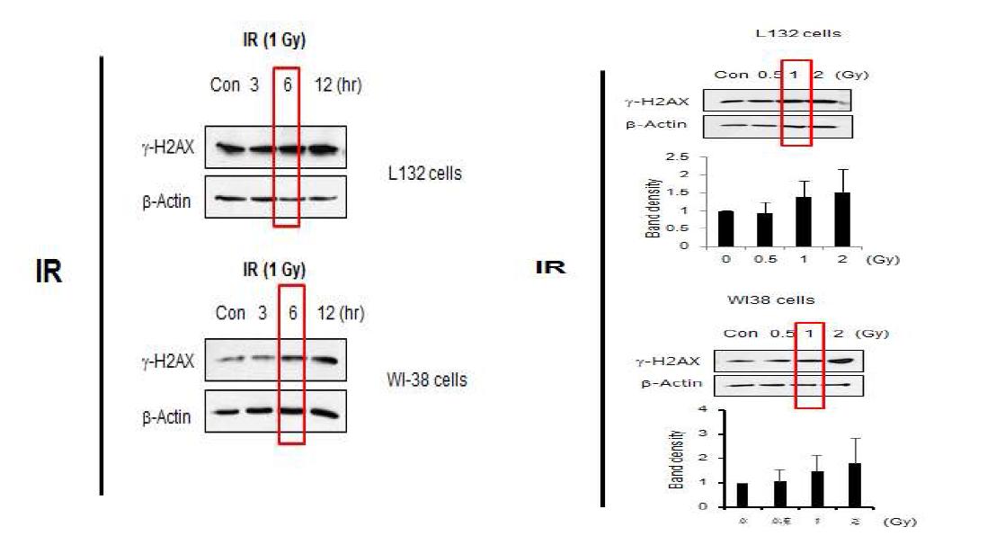 방사선에 의한 gamma H1AX의 활성화, 2가지 세포주에서 다양한 방사선 용량을 조사한 후 6 시간 후에 gamma H2AX의 발현을 Western blotting으로 확인한 결과, 위쪽 그래프는 5 회 실험에 대한 Mean∓SD (좌) 1 Gy 방사선 조사후 gamma H2AX의 시간별 발현 (우) 다양항 방사선 용량에 의한 gamma H2AX의 발현