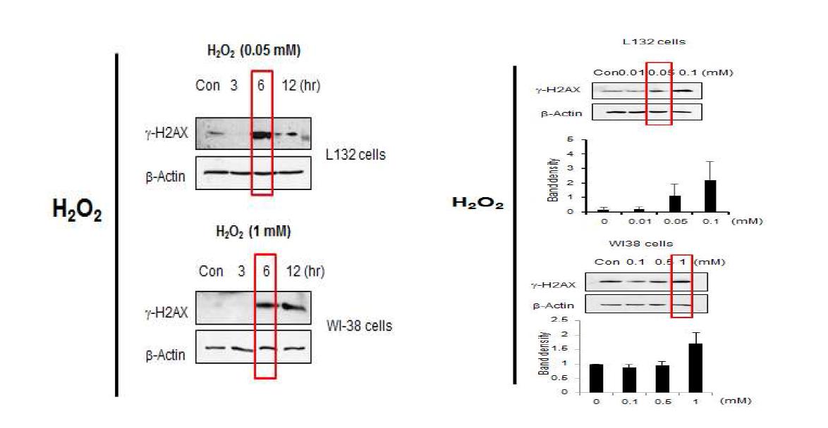 H2O2 처리에 의한 gamma H2AX의 활성화, 가지 세포주에서 다양한 H2O2 농도를 처리한 후 6시간 후에 gamma H2AX의 발현을 Western blotting으로 확인한 결과, 위쪽 그래프는 5회 실험에 대한 Mean∓SD (좌) H2O2 처리후 gamma H2AX의 시간별 발현 (우) 다양항 H2O2 농도에 따른 gamma H2AX의 발현