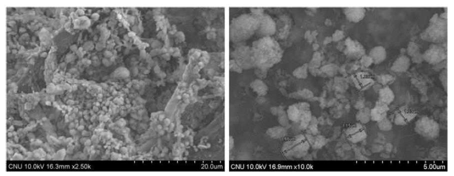 0.1 m Scale-up Semi-Pilot Test로 얻어진 수초지의 표면 SEM 사진.