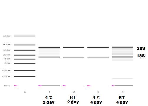 혈액시료채취 후 시간과 온도에 따른 RNA stability