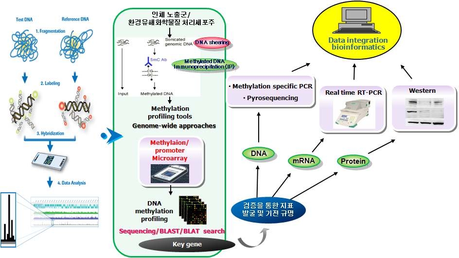 Microarray를 이용한 DNA methylation 분석 방법