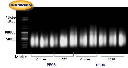 인간세포주로부터 추출된 DNA의 fragmentation 조건 확립