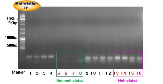 인간세포주로부터 methylated DNA 추출을 위한 IP 조건 확립