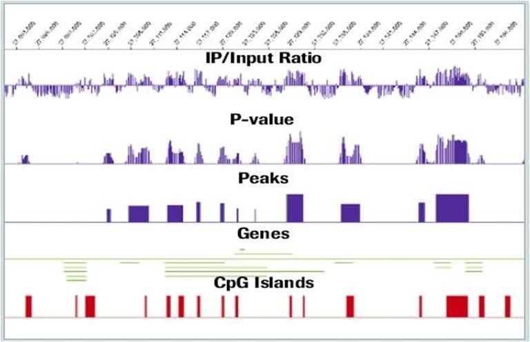 Workbench 소프트웨어를 이용한 유전자 methylation 양상 분석 결과