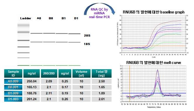 자일렌 노출군 혈액시료로부터 추출된 miRNA QC