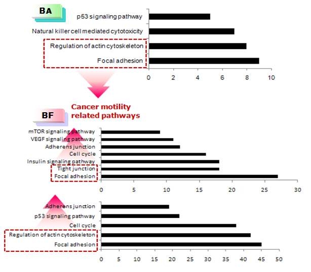 2종의 PAHs 특이적 miRNA의 target gene의 functional classification