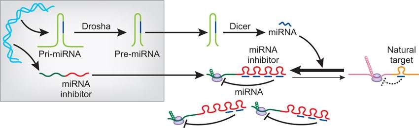 miRNA inhibitor의 작용 원리