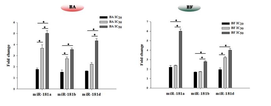 2종의 PAHs 처리에 따른 miR-181 발현 변화