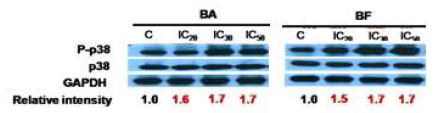 2종의 PAHs 처리에 따른 p38 MAPK의 활성 변화