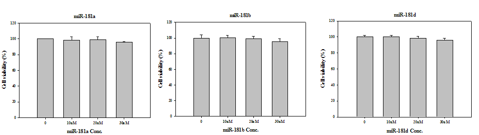 3종의 miR-181 inhibitor 처리에 따른 세포독성 시험