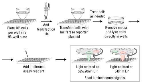 Renilla-Firefly Dual Luciferase Assay Kit를 이용한 luciferase assay 과정