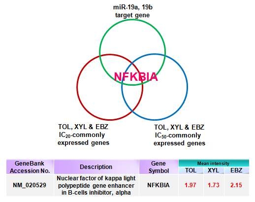 miR-19a와 miR-19b의 target gene 선별