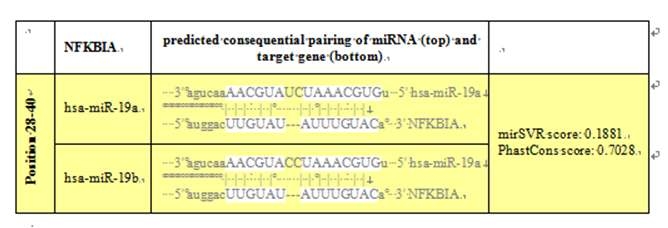 miR-19a 및 miR-19b의 NFKBIA와의 결합 부위 예측