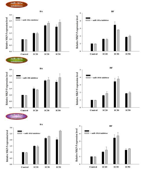 3종의 miR-181 inhibitor 처리에 따른 MKP-5 mRNA 발현 변화