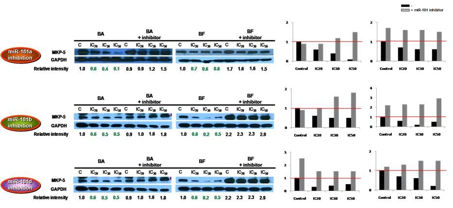 3종의 miR-181 inhibitor 처리에 따른 MKP-5 protein 발현 변화