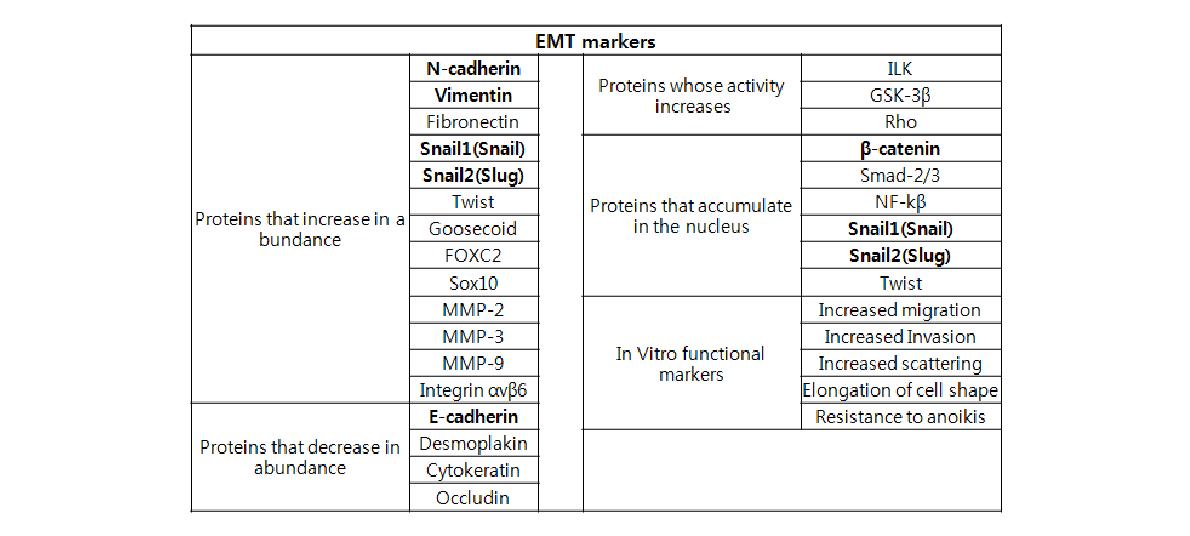 EMT marker protein 종류
