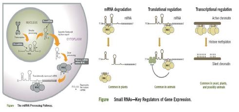 miRNA processing and function