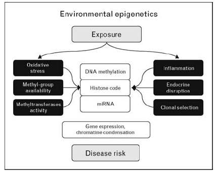 Environmental epigenetics