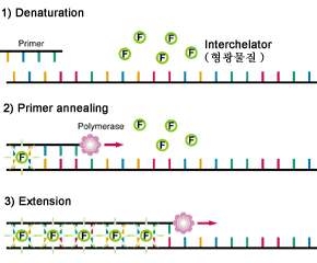Real time-PCR의 원리