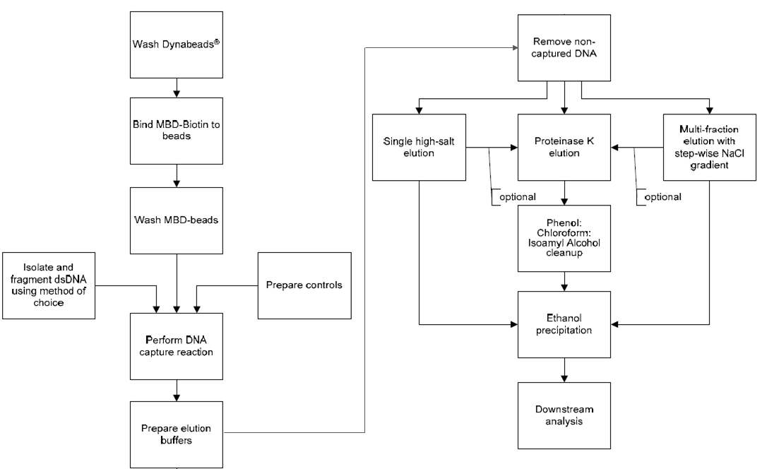 Invitrogen사의 DNA methylation 과정