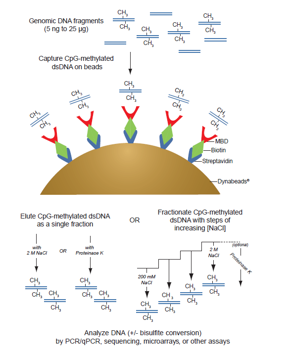 Beads를 이용한 DNA methylation 원리