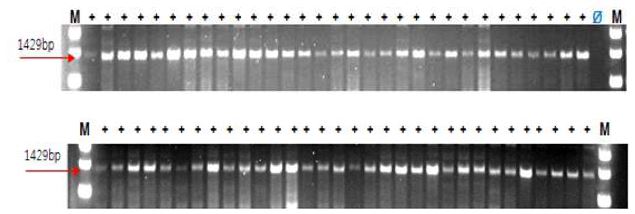 SCAR_pMS33U+pMS1462L 마커 이용 웅성불임 개체 유전자 검사