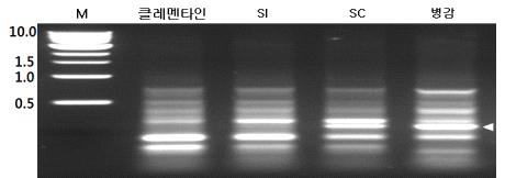 클레멘타인×병감의 F1 분리집단 내 자가 화합성 판별용 SRAP조합(F7+R20) 선발