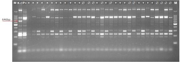 ‘하레히메’ × ‘KG238’ 교배조합 내 6R40F+SSR13100 프라이머 조합 (646bp)을 이용한 전기영동