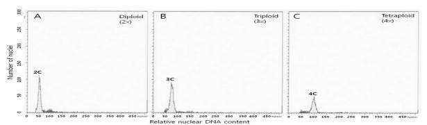 2배체 ‘클레멘타인(A), 3배체 ’하레히메‘(B) 및 4배체 ’클레멘타인‘의 배수 검정