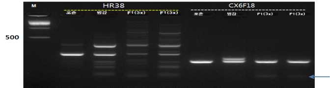 포츈× 병감 교배 획득된 3배체(F1과 F1)의 SSR프라이머조합(HR-38 및 CX6F18)의 전기영동