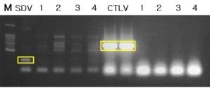 RT-PCR 이용 SDV, CTLV 바이러스 검정