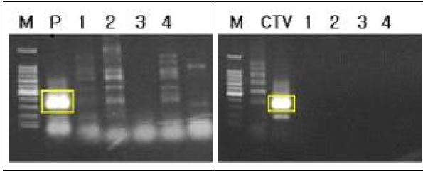 RT-PCR 이용 CTV, SDV 복합 바이러스 검정
