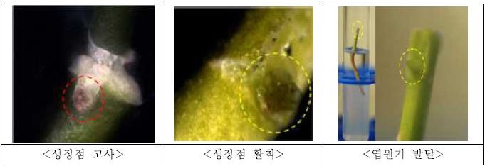 삼다조생 기내 생장점 접목 및 개체 생존