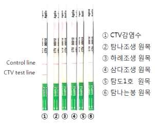 TAS-ELISA에 의한 5개의 신품종 원목 검정