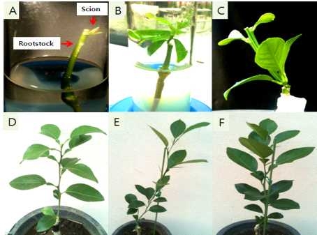 기내 접목(A와 B), 2년생 탱자묘에 접목(C), 부지화(D), 삼다(E) 및 풍광(E)의 격리 온실 내 탱자 접목 및 보존
