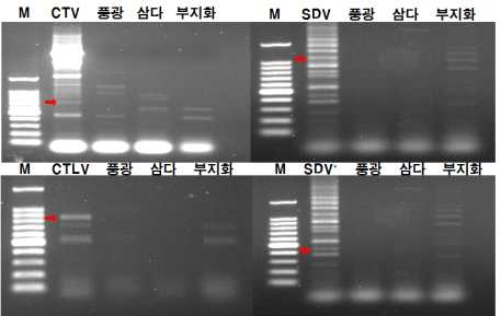 RT-PCR를 이용한 경정접목 품종의 바이러스 검정