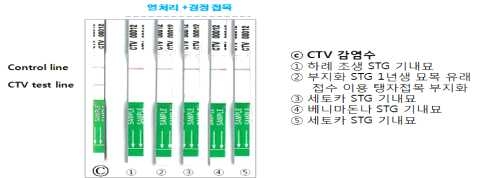 CTV 판별 키트를 이용한 바이러스 검정