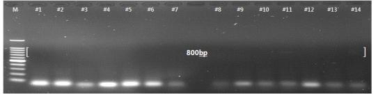 CTV 감염 판단용 특이적인 SDV PP2 프라이머 조합(약 800bp)을 이용한 RT-PCR 증폭 산물의 전기영동