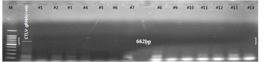CTLV 감염 판단용 특이적인 CTLV802+140(662bp)프라이머 조합(Hilf, 2008)을 이용한 RT-PCR 증폭 산물의 전기영동