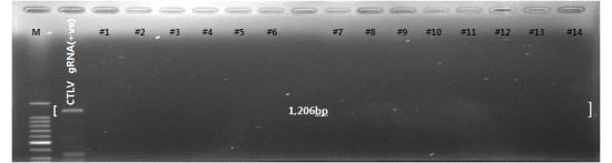 CTLV 감염 판단용 특이적인 CTLV-3318+4254(1,206bp)프라이머 조합(Hilf, 2008)을 이용한 RT-PCR 증폭 산물의 전기영동