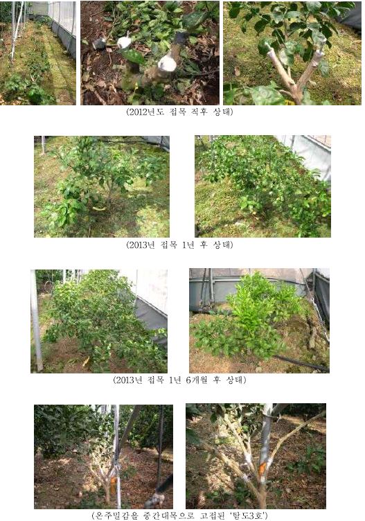 선발개체 농가 실증시험포장의 고접 후 생육상태