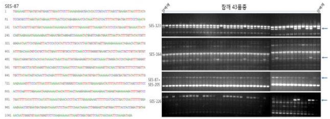 양백깨 유전자 부위(SES-87)에서 DNA 염기서열 분석(좌) 및 육성품종 43종의 분자표지의 다형성 확인
