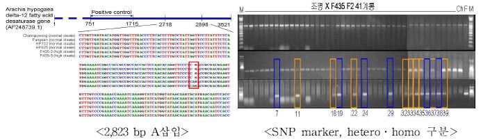 고올산․일반품종 염기서열 분석(왼쪽) 및 조합내 개체간 DNA마커 구별(Yang 등 2010)